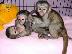 PoulaTo: Υπέροχη υπέροχη μαϊμού Capuchin για υιοθεσία